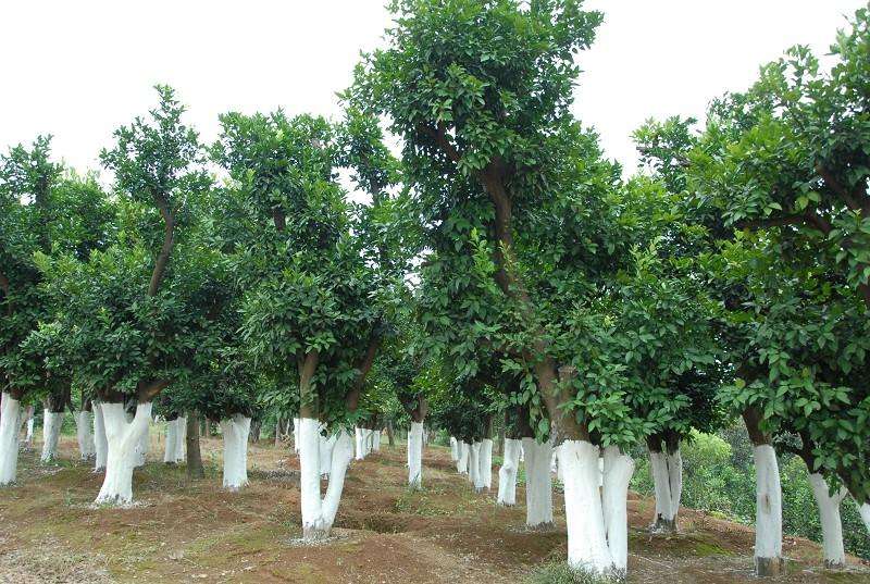 湖南精品香泡树基地 不同规格常年供应
