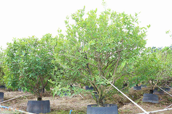 移栽容器丛生胡柚树