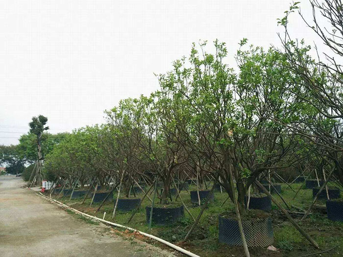 湖南容器丛生胡柚树培育基地