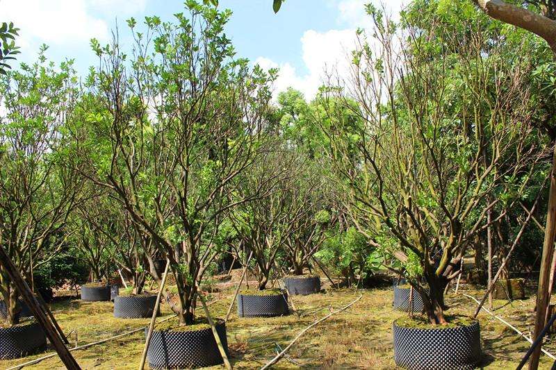 10公分-30公分丛生胡柚树常年供应