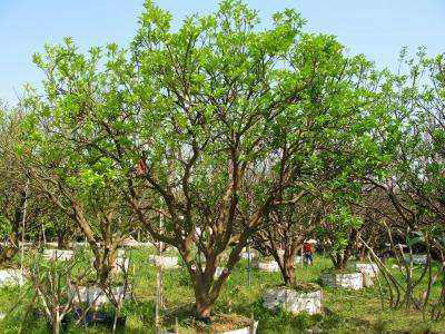 大型丛生胡柚树