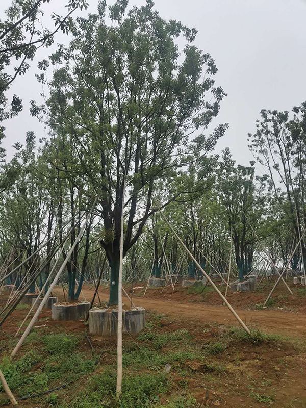 湖南容器香樟树供应基地